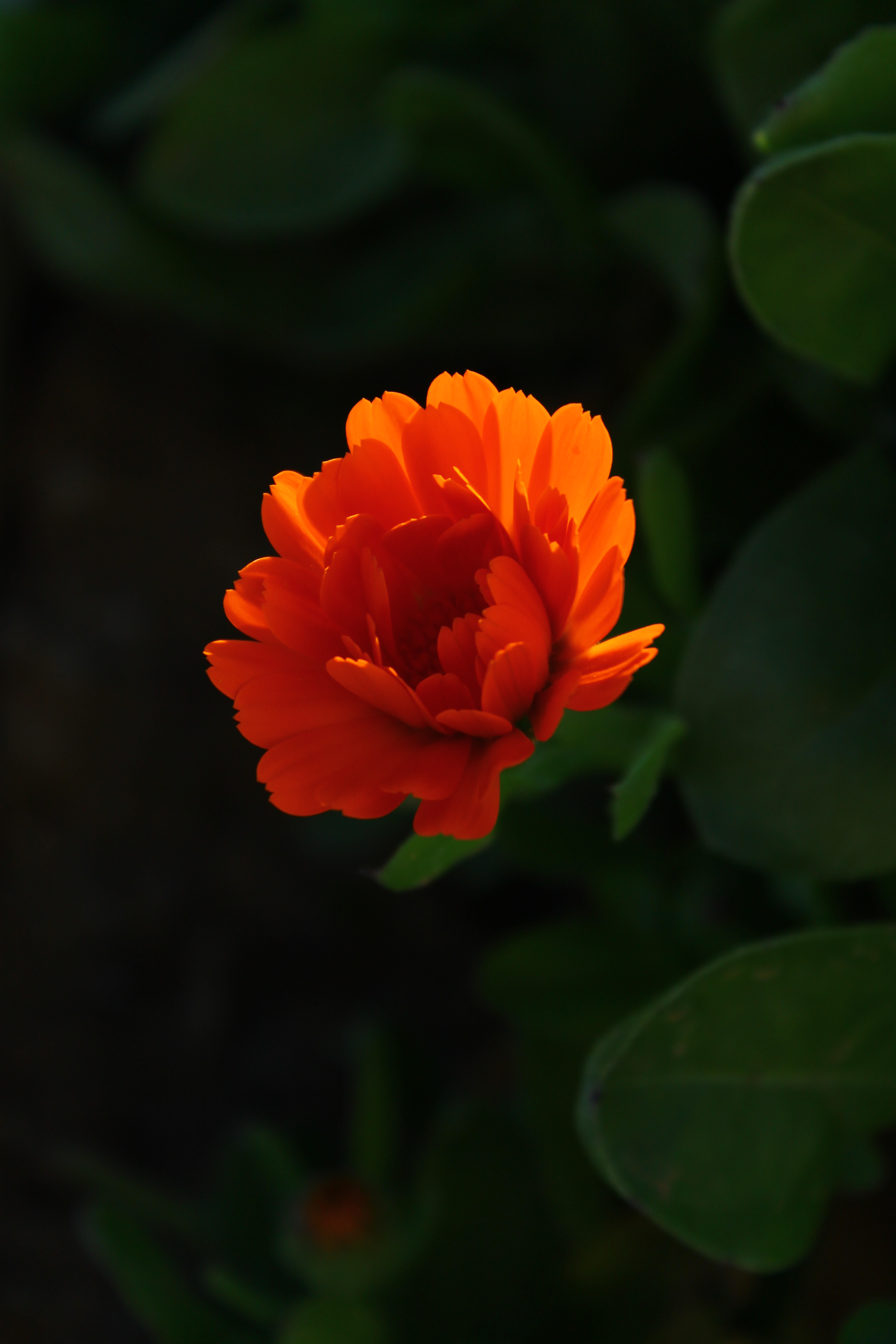 İÇİMİZDEN BİRİ (AYIN KONUĞU) ARALIK