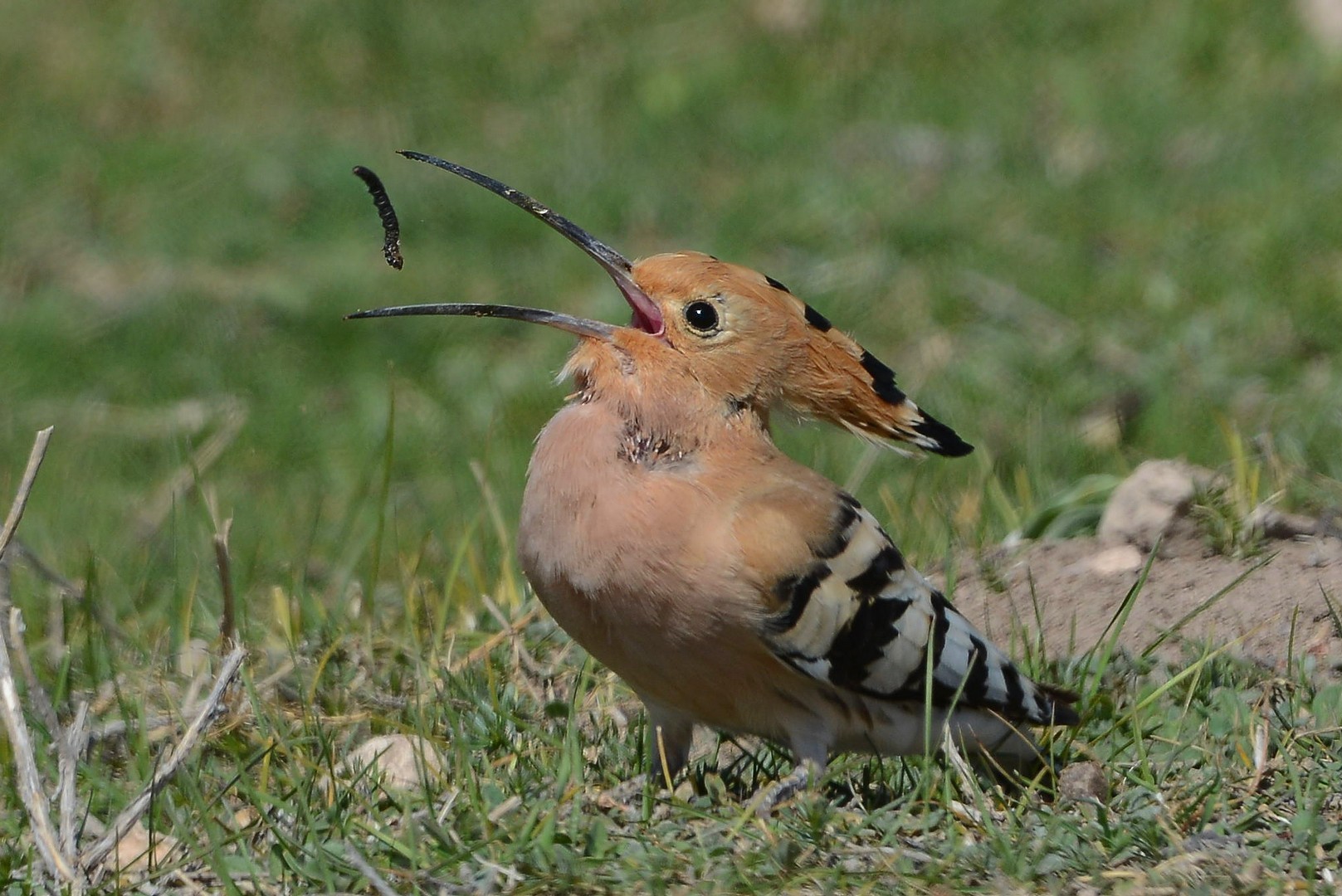 İÇİMİZDEN BİRİ (AYIN KONUĞU)  - KASIM