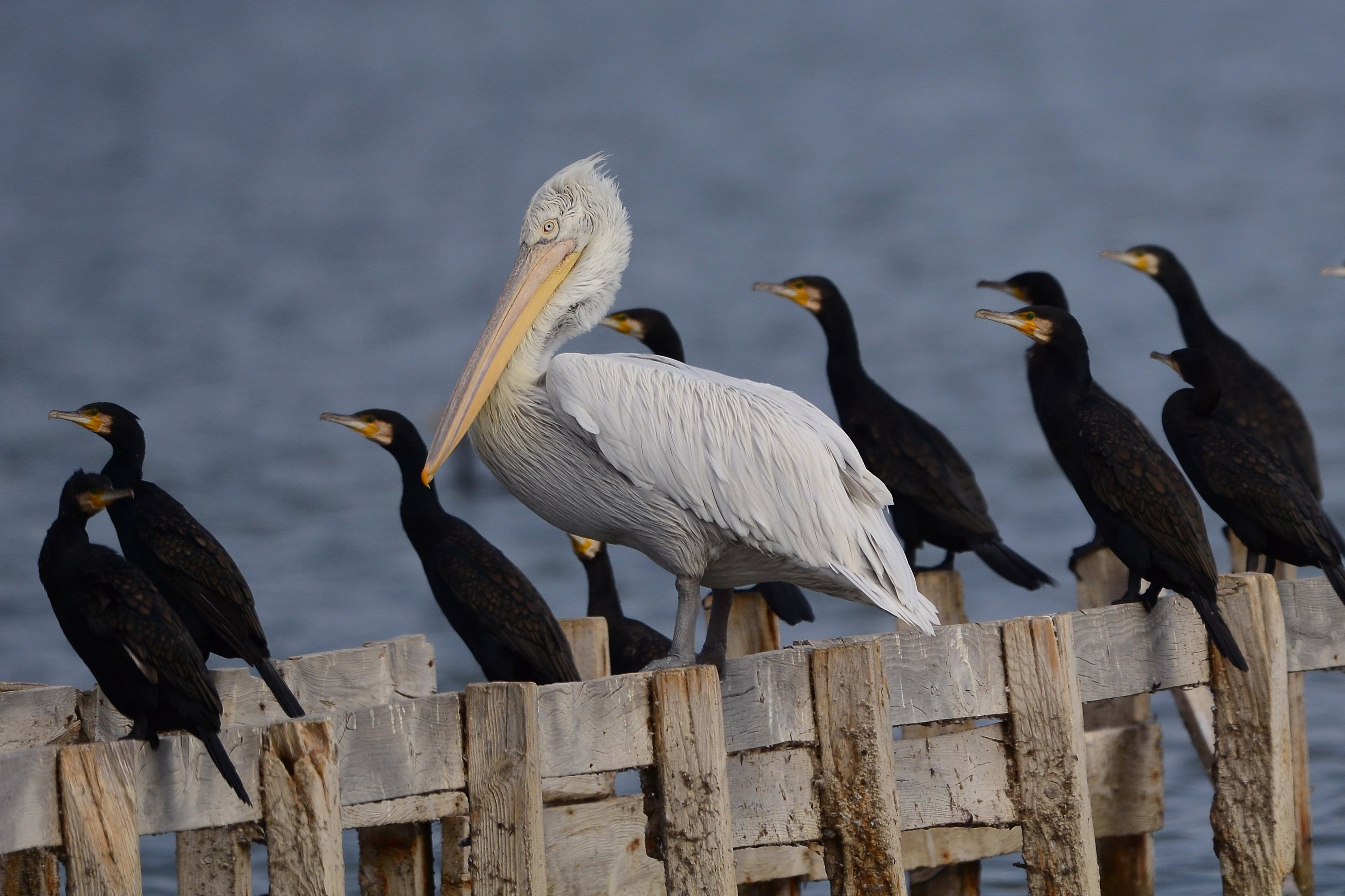 İÇİMİZDEN BİRİ (AYIN KONUĞU)  - KASIM