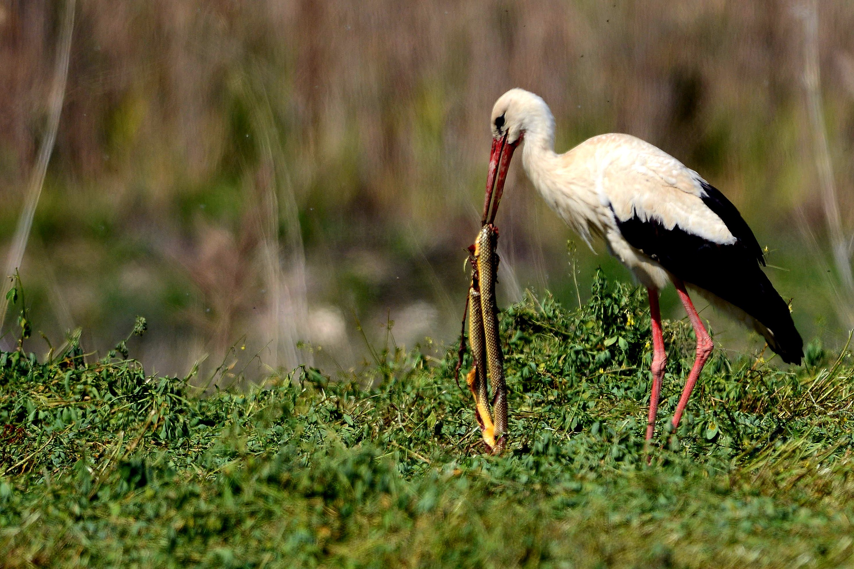 İÇİMİZDEN BİRİ (AYIN KONUĞU)  - KASIM