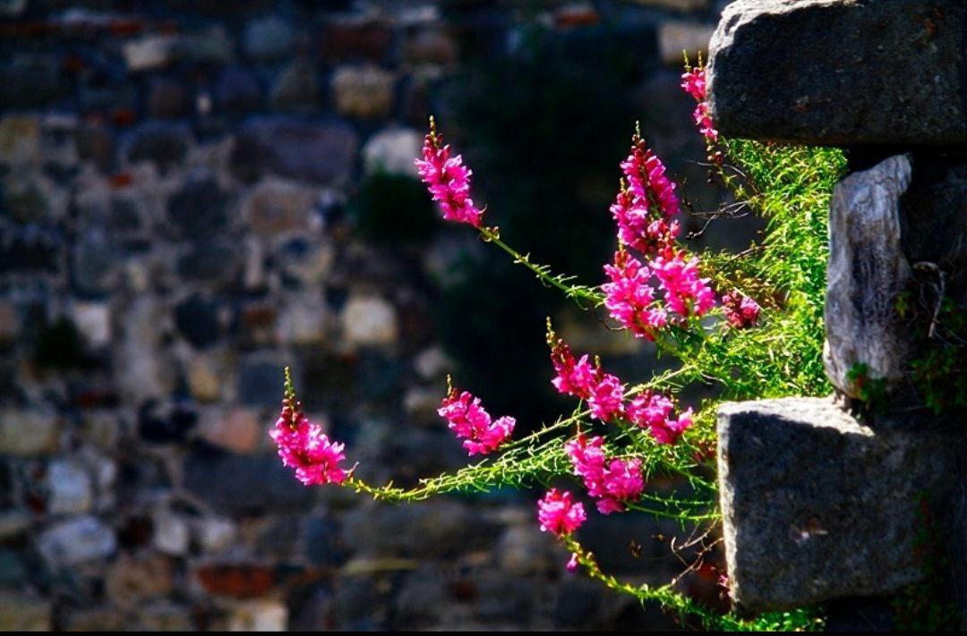 İÇİMİZDEN BİRİ (AYIN KONUĞU)  - EKİM