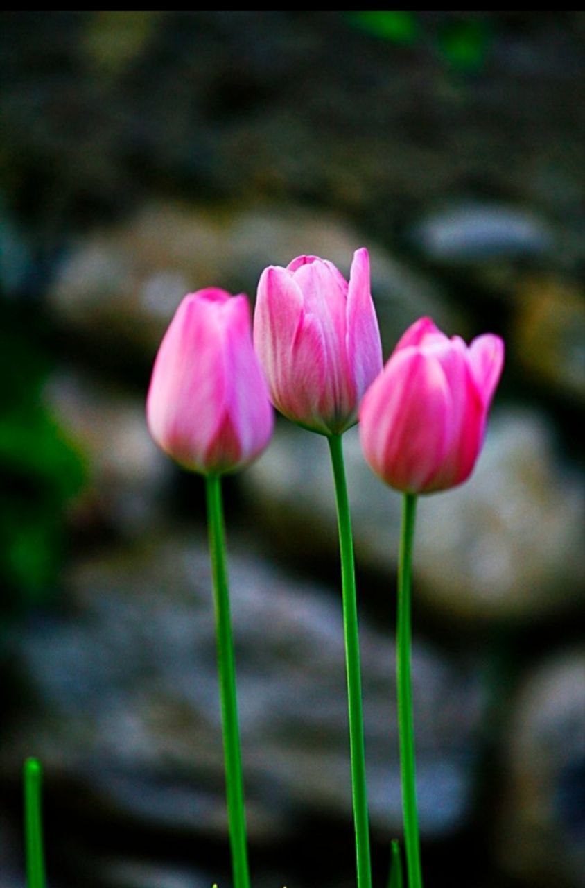 İÇİMİZDEN BİRİ (AYIN KONUĞU)  - EKİM