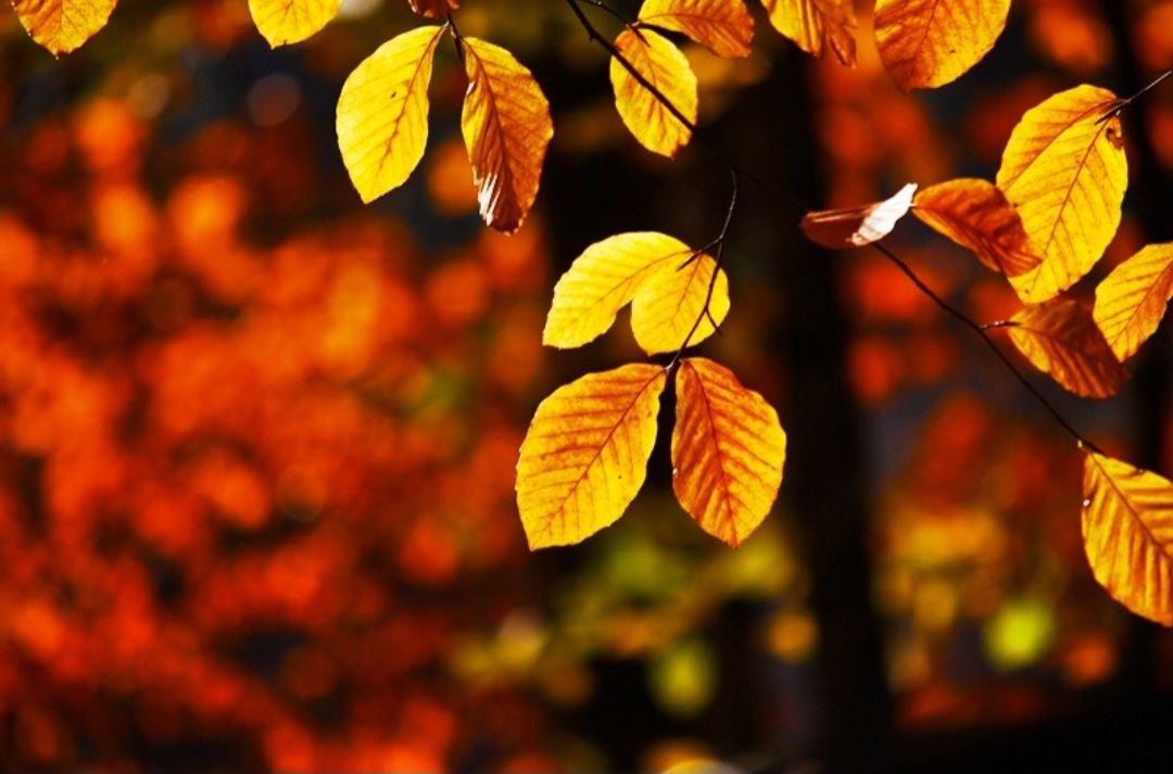 İÇİMİZDEN BİRİ (AYIN KONUĞU)  - EKİM