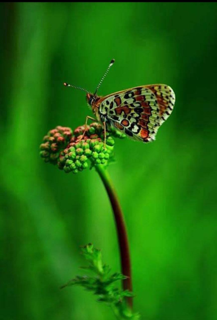 İÇİMİZDEN BİRİ (AYIN KONUĞU)  - EKİM