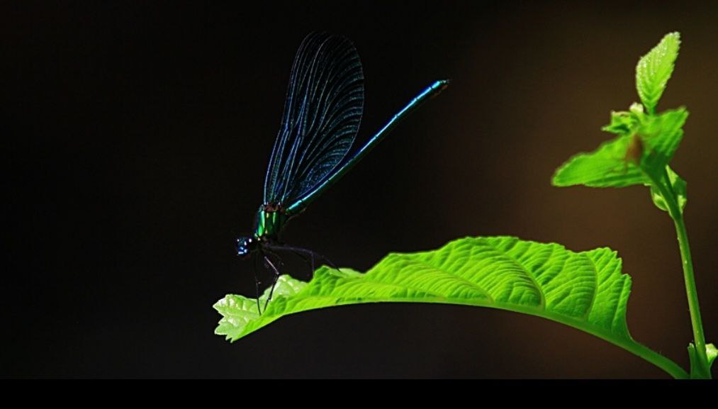 İÇİMİZDEN BİRİ (AYIN KONUĞU)  - EKİM